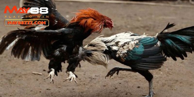 Trận đá gà 24 tỷ thu hút đông đảo anh em trên cả nước