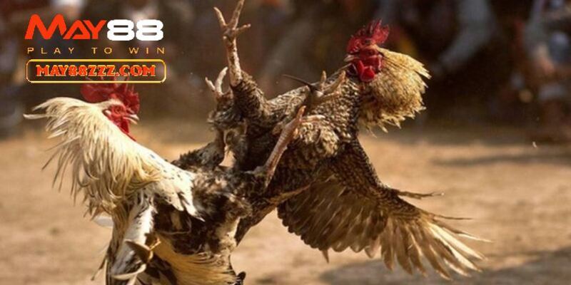 trận đá gà 24 tỷ