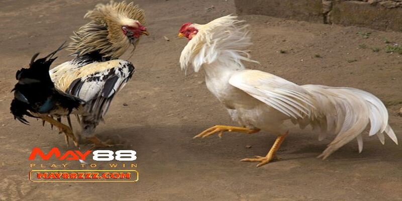 Gà đá có thể tăng lực bằng máy chạy chuyên dụng