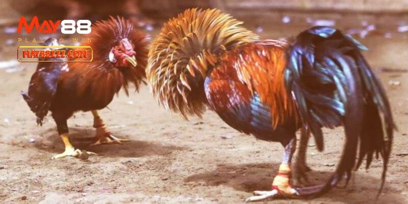 Cược Đá Gà Cựa Sắt với 3 loại