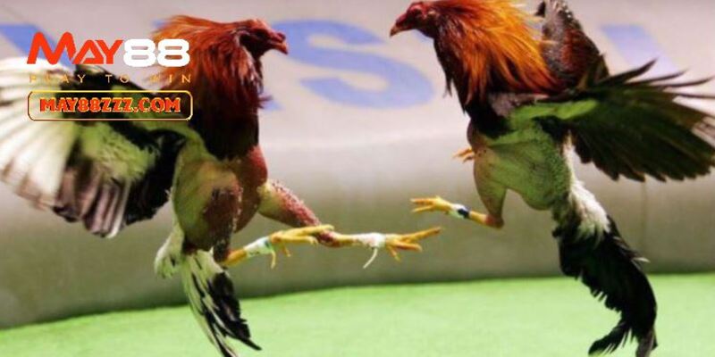 Thành công của kênh đá gà cực sắt May88