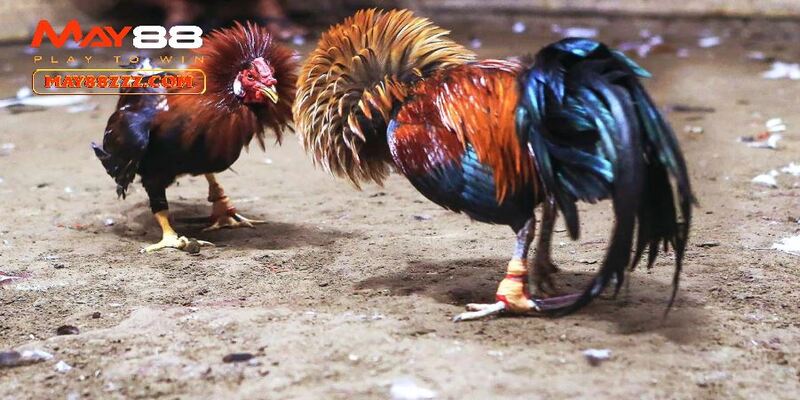 Chuẩn bị kỹ càng dư đoán kèo