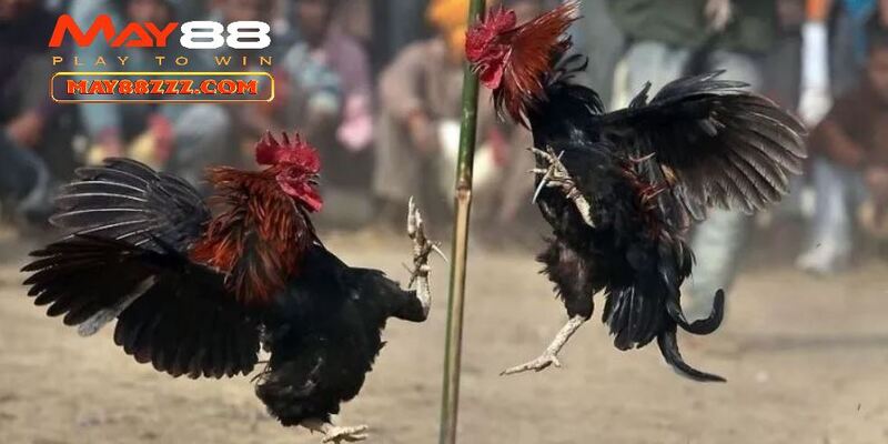 Các thông tin mà chơi đá gà cần nắm