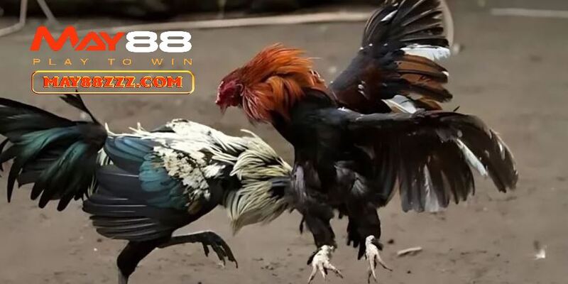 Loại hình đá gà nên chơi tại May88