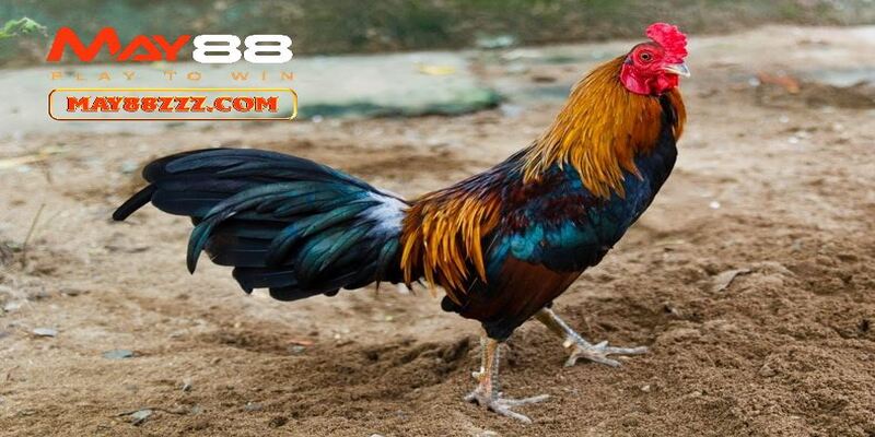 Hình thức thuận đơn giản cho hội viên tại May88