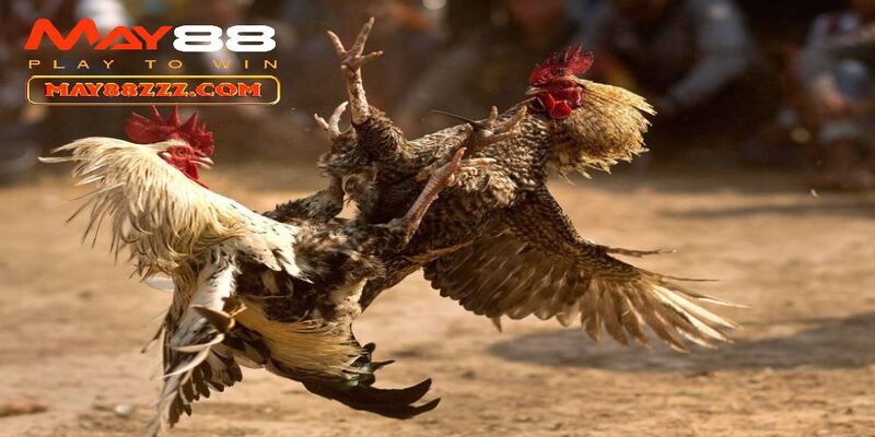 Khái niệm về đá gà cựa sắt