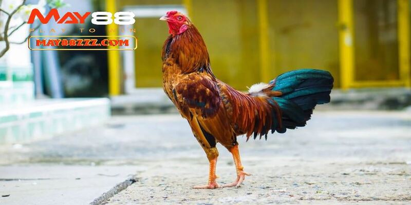 Áp dụng chiến thuật đá gà đánh phủ đầu