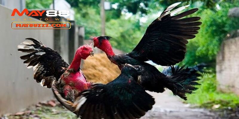 Luật chơi đá gà cựa sắt